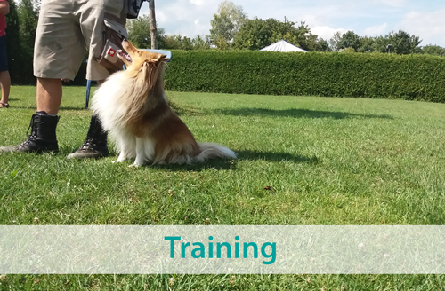 Zur Bildergalerie mit Fotos aus dem Training