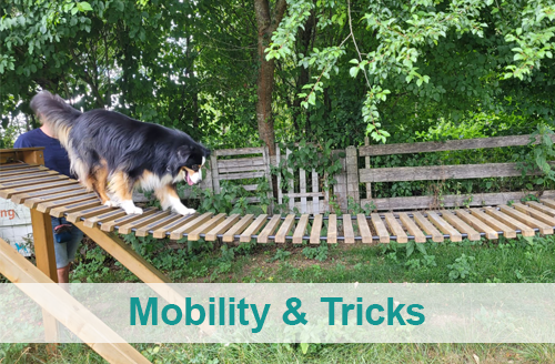 Zur Bildergalerie Mobility & Tricktraining