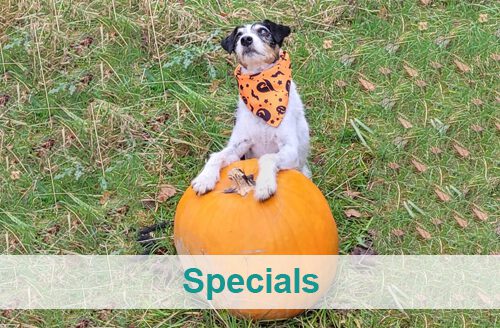 Zur Bildergalerie Specials